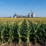 Plantação de milho em Ituiutaba com estruturas industriais ao fundo, representando ampliação de produção de sementes.