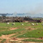 Área desmatada na Amazônia com gado bovino pastando, ilustrando impacto da produção de carne no desmatamento global.