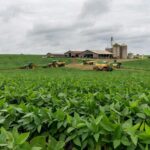Plantação de soja no interior de São Paulo, representando desafios no agronegócio brasileiro.