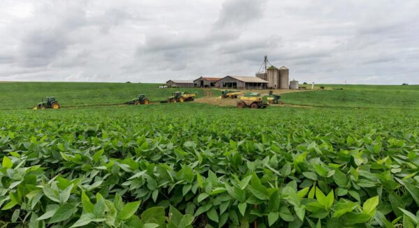 Plantação de soja no interior de São Paulo, representando desafios no agronegócio brasileiro.