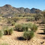 Paisagem do semiárido brasileiro com capim Buffel resistente à seca, transformando a pecuária local.