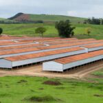 Granja de frangos no interior do Brasil, ilustrando equilíbrio incerto na oferta e demanda de aves.