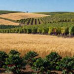 Plantação de café, trigo e uva no Brasil, representando aumento nos preços mínimos para safra 2026/2027.