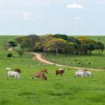 Paisagem rural brasileira com gado bovino em pastagem sustentável, representando plano de sustentabilidade na cadeia da carne.