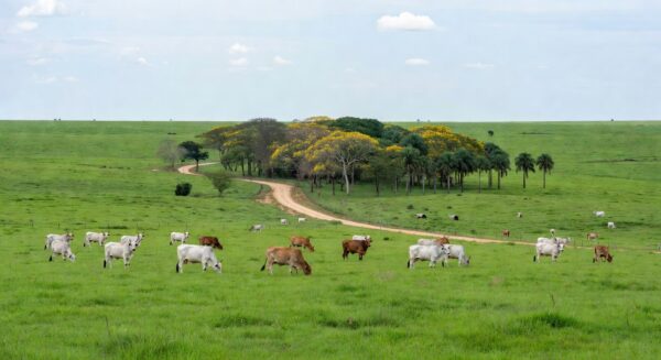 Paisagem rural brasileira com gado bovino em pastagem sustentável, representando plano de sustentabilidade na cadeia da carne.