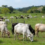 Foto: Gilson Paulo Costa