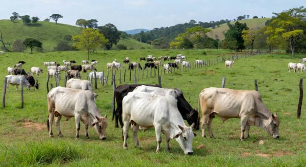 Foto: Gilson Paulo Costa