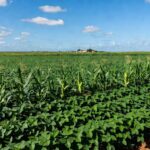 Lavouras de soja e milho no Brasil com bom desenvolvimento sob clima favorável, conforme relatório da Conab.