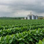 Campos de soja no Brasil, representando mercado travado com cotações mistas e dólar em queda.