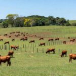 Foto: Paraíso Senepol