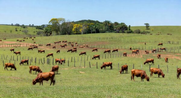Foto: Paraíso Senepol