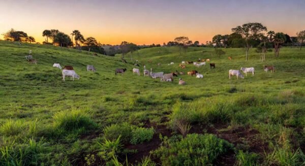 Foto: Armindo Barth Neto/Divulgação