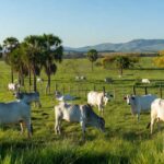 Rebanho de boi gordo em fazenda brasileira, representando preços firmes impulsionados por exportações à China.
