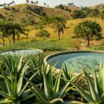 Plantação de Aloe vera e tanques de tilápias em estudo da Embrapa e UFPR sobre benefícios do extrato para peixes.