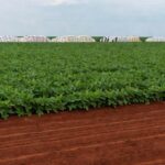 Plantação de soja no Mato Grosso, Brasil, impactada pela ameaça ao suprimento global de potássio pelo conflito Israel-Hamas.