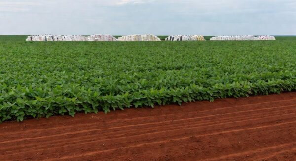 Plantação de soja no Mato Grosso, Brasil, impactada pela ameaça ao suprimento global de potássio pelo conflito Israel-Hamas.