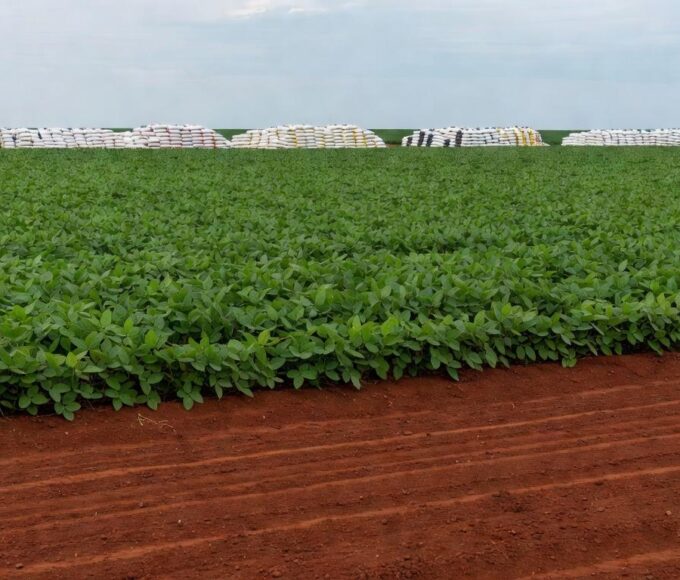 Plantação de soja no Mato Grosso, Brasil, impactada pela ameaça ao suprimento global de potássio pelo conflito Israel-Hamas.