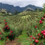 Foto: Ricardo Trida / Secom SC