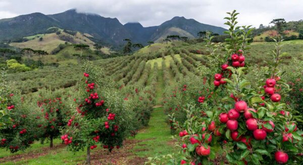 Foto: Ricardo Trida / Secom SC
