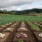 Foto: Aires Mariga/Epagri