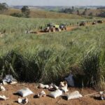 Plantação de cana-de-açúcar em SP com sacos de fertilizantes vazios, indicando escassez e planejamento de protesto.