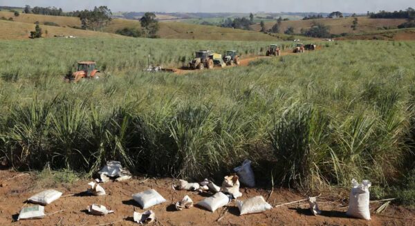 Plantação de cana-de-açúcar em SP com sacos de fertilizantes vazios, indicando escassez e planejamento de protesto.