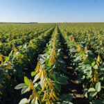 Campos de soja madura em lavoura brasileira, representando safra recorde de produção agrícola.