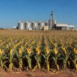 Plantação de milho no Brasil com usina de etanol ao fundo, ilustrando produção acelerada de etanol.