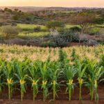 Foto: Guilherme Martimon/Mapa