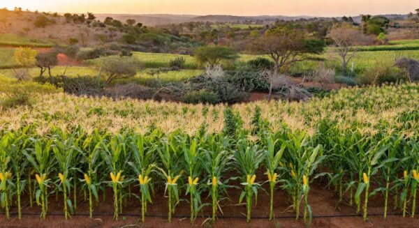 Foto: Guilherme Martimon/Mapa