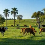 Foto: Marcella Pereira