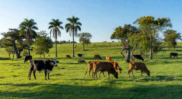 Foto: Marcella Pereira