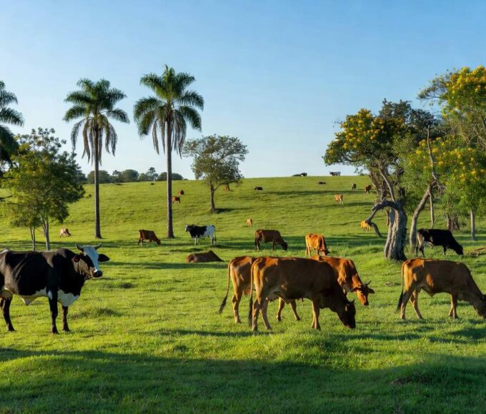 Foto: Marcella Pereira