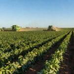 Plantação de soja no Brasil representando agricultura e crédito rural.
