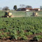 Sérgio Soczek, produtor em Palmas (PR), colhe as primeiras batatas cultivadas com fertilizante de baixíssimo carbono (Foto: Diego Feletti)