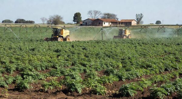 Sérgio Soczek, produtor em Palmas (PR), colhe as primeiras batatas cultivadas com fertilizante de baixíssimo carbono (Foto: Diego Feletti)