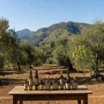 Foto: Ibraoliva/Divulgação