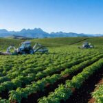 Plantação de batata sustentável no Brasil, representando corte de 40% em emissões na produção.