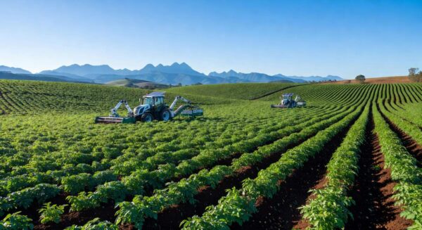 Plantação de batata sustentável no Brasil, representando corte de 40% em emissões na produção.