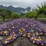 Pilha de ameixas descartadas em plantação de Urubici, Santa Catarina, devido à falta de compradores.