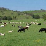 Pastagem rural brasileira com bovinos e ovinos, representando ampliação de crédito para material genético.