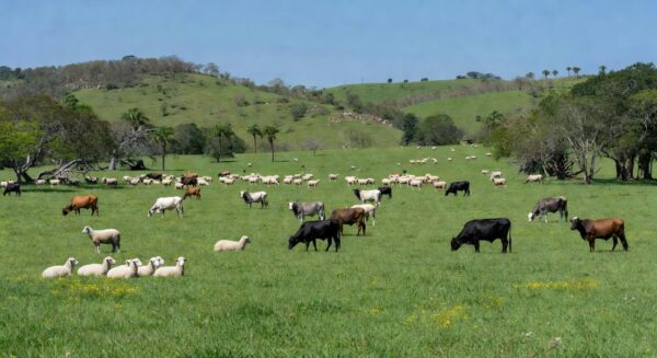 Pastagem rural brasileira com bovinos e ovinos, representando ampliação de crédito para material genético.