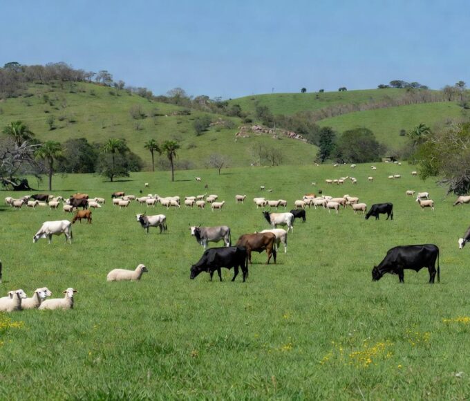 Pastagem rural brasileira com bovinos e ovinos, representando ampliação de crédito para material genético.