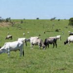 Rebanho de gado bovino em fazenda brasileira, ilustrando alta no preço do boi gordo.