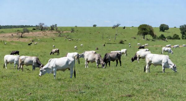 Rebanho de gado bovino em fazenda brasileira, ilustrando alta no preço do boi gordo.