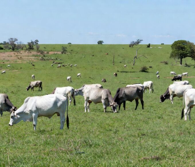 Rebanho de gado bovino em fazenda brasileira, ilustrando alta no preço do boi gordo.