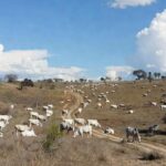 Rebanho de gado em fazenda brasileira, ilustrando preços firmes da carne bovina com entressafra e exportações.