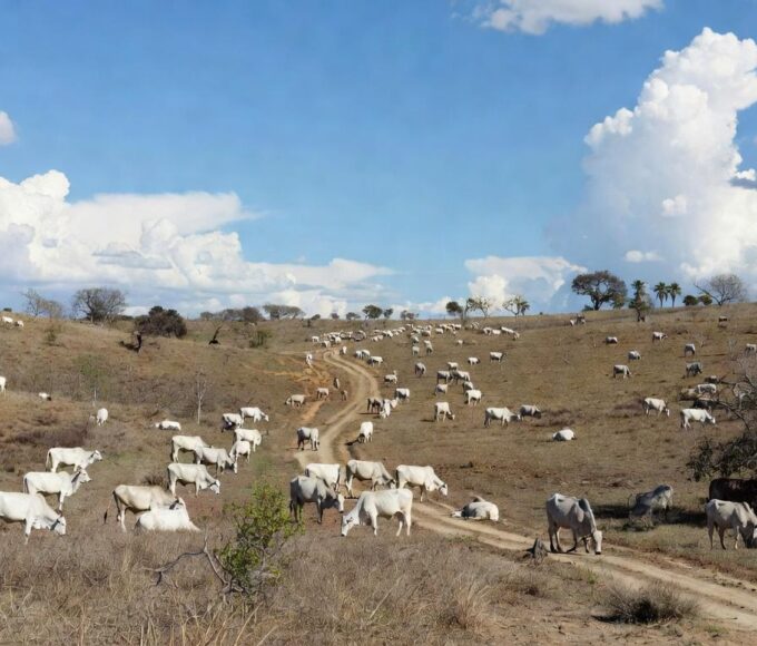 Rebanho de gado em fazenda brasileira, ilustrando preços firmes da carne bovina com entressafra e exportações.
