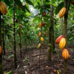 Frutos de cacau na Amazônia brasileira, representando aumento de valor com processamento adequado.