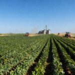 Plantação de soja no Brasil, com campos verdes e silos ao fundo, representando disputa por royalties.
